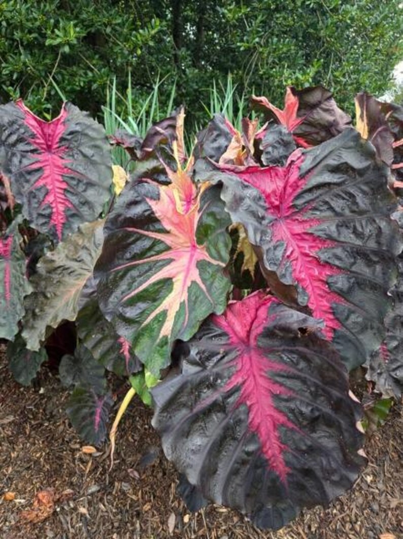 Colocasia Redemption Plant Live for Planting, Redemption Elephant Ear Plant, Well-Rooted 4 to 6 Inc Tall for Outdoor Garden image 5