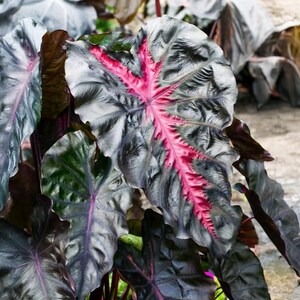 May include: A rustic wooden sign with the text "Welcome to our home" in white lettering. The sign has a distressed finish and a simple, inviting design, ideal for front door decor.