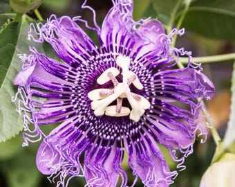 Passiflora Incarnata Maypop Live Plant, Passiflora Incarnata Plant, Purple Passion Fruit Plant for Garden 4 to 6 Inc Tall