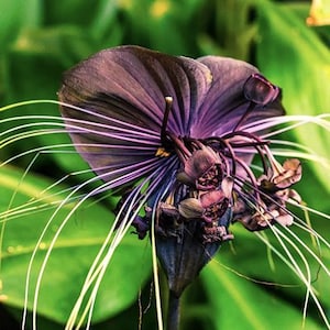 May include: Close-up of a Black Bat Flower, a unique tropical plant. The flower has dark purple, wing-like bracts and long, white, whisker-like filaments. The flower's center is a cluster of small, dark purple buds. Green foliage forms the background.