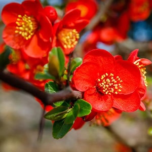 May include: Close-up of vibrant red flowers with yellow centers and green leaves. The flowers are in full bloom, showcasing their bright petals and intricate details. The image captures the beauty of nature, with a focus on the vivid colors and textures of the blossoms.