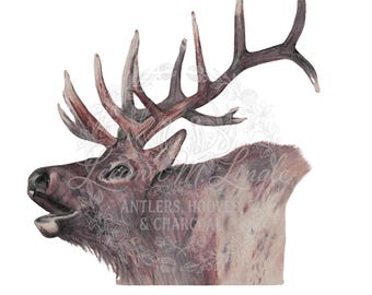 Rocky Mountain Elk Charcoal Sketch Print (Digital Download)