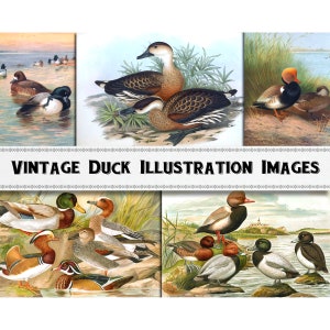 Vintage Duck Illustration Images / Digital Download / Commercial Use / Clipart