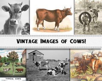 Vintage Cow Images / Digital Download / Commercial Use / Farm Clipart / Dairy Farm Pics