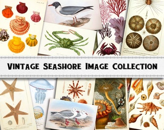 Vintage Beach Seashore Image Collection / Digital Download / Commercial Use / Clipart
