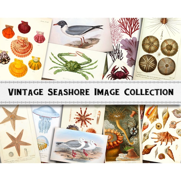 Vintage Beach Seashore Image Collection / Digital Download / Commercial Use / Clipart