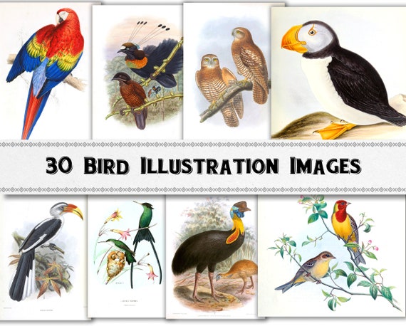 Vintage Bird Illustration Images / Digital Download / - Etsy