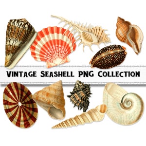 Vintage Sea Shell Illustration PNG Images, Digital Download, Commercial Use, Beach Clipart