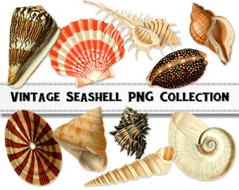 Vintage Sea Shell Illustration PNG Images, Digital Download, Commercial Use, Beach Clipart