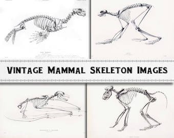 Vintage Mammal Skeleton Image Collection / Digital Download / Commercial Use / Anatomy Clipart
