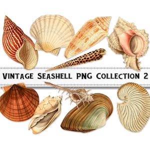Vintage Sea Shell Illustration PNG Images Set 2 , Digital Download, Commercial Use, Beach Clipart
