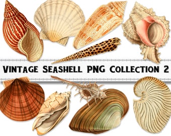 Vintage Sea Shell Illustration PNG Images Set 2 , Digital Download, Commercial Use, Beach Clipart