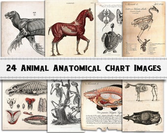 Animal Anatomy Images / Digital Download / Commercial Use / Clipart