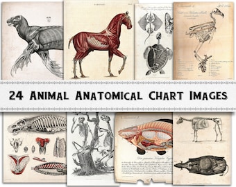 May include: A collection of 24 vintage anatomical charts featuring various animals, including a horse, turtle, fish, and bird. The charts are in black and white and show the skeletal and muscular systems of the animals.