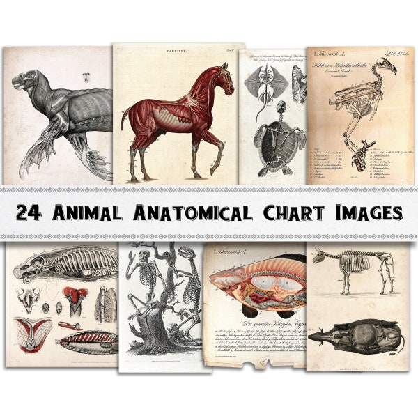Animal Anatomy Images / Digital Download / Commercial Use / Clipart