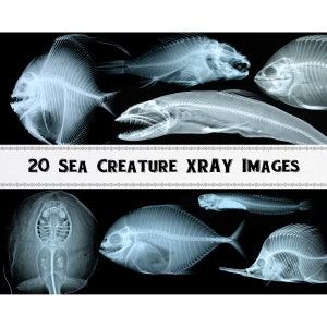 Sea Creature Skeleton X-Ray Images / Digital Download / Commercial Use / Clipart