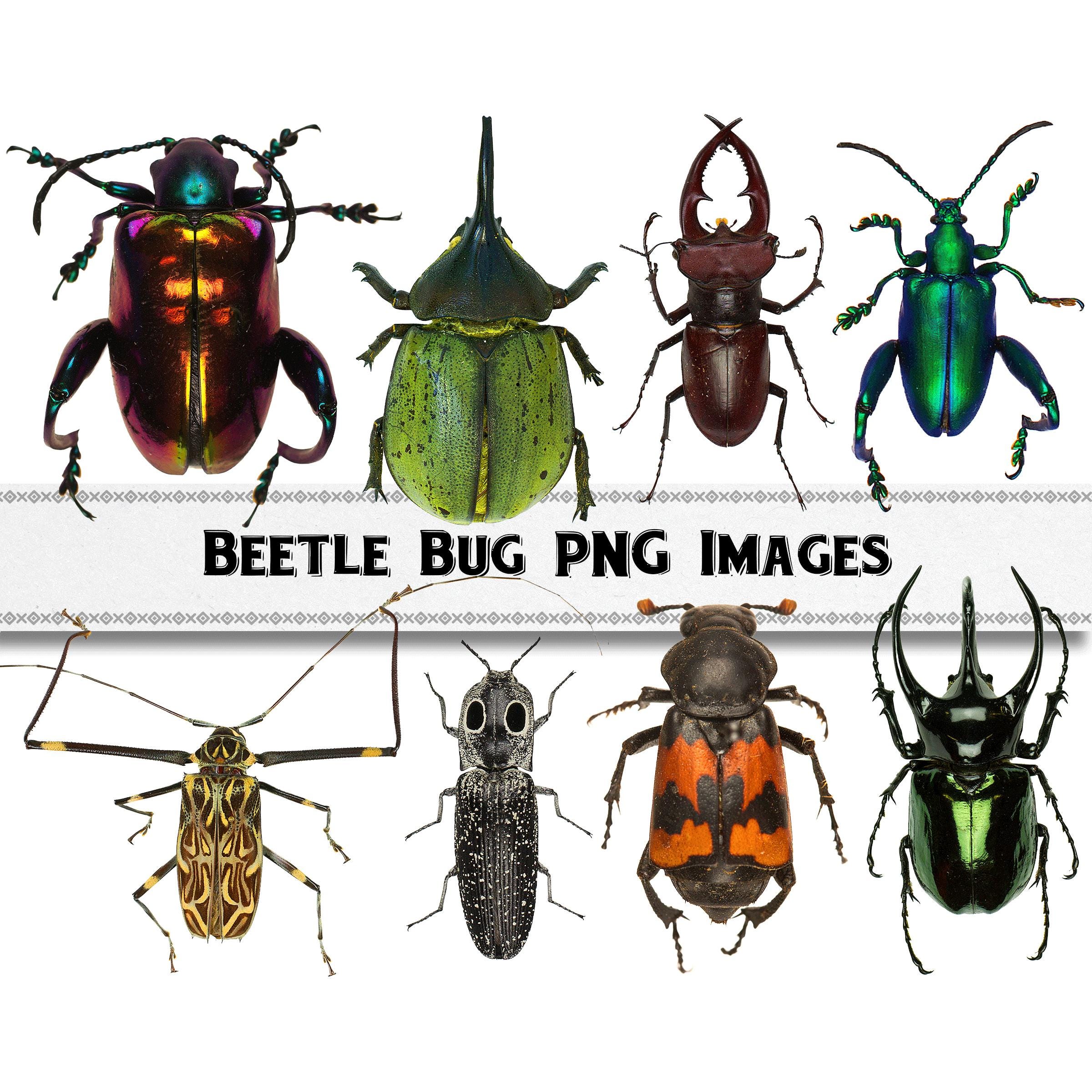 Dung Beetle Specimens - Etsy