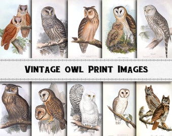 Vintage Owl Illustration Images / Digital Download / Commercial Use / Bird Clipart