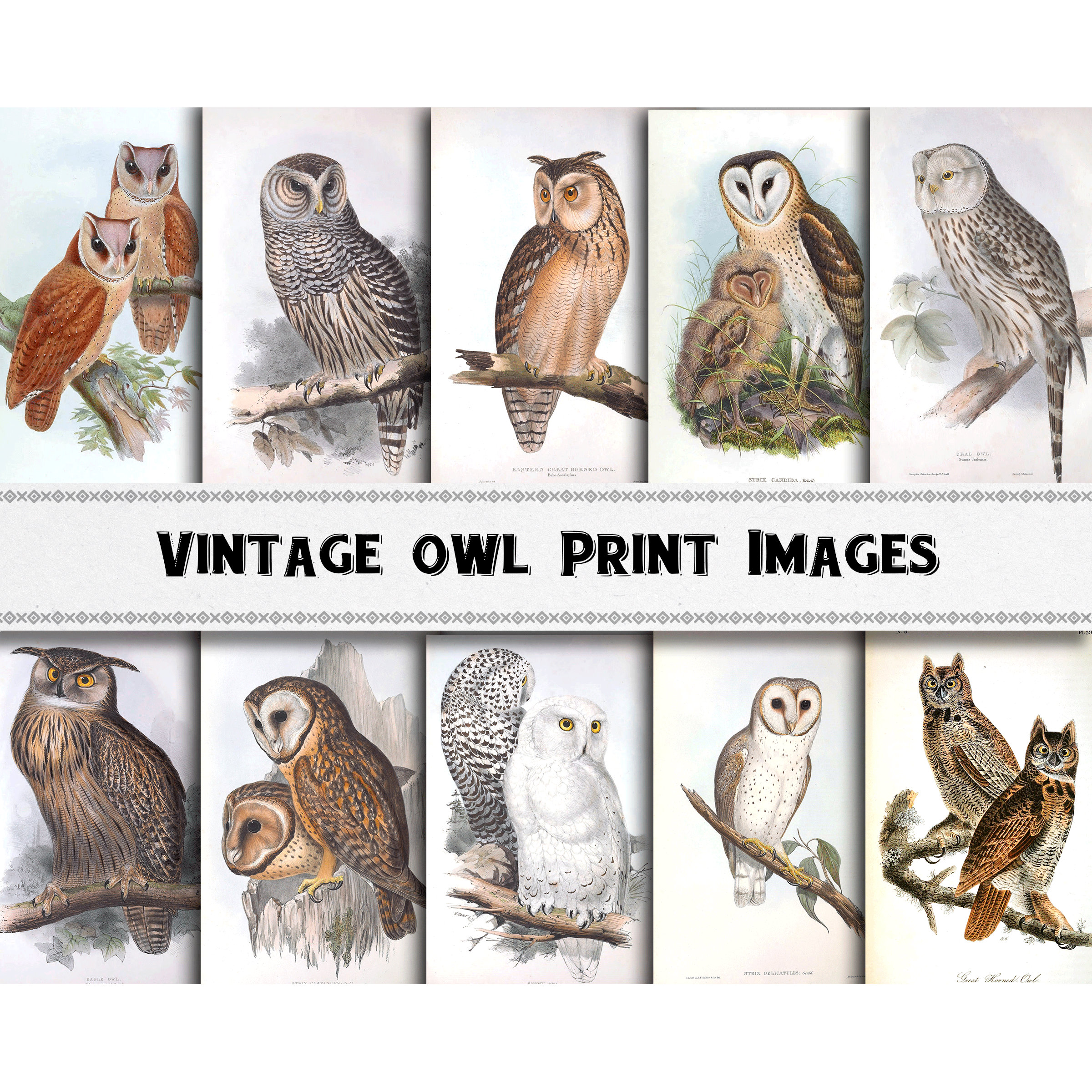 Vintage Owl Illustration Images / Digital Download / Commercial Use / Bird Clipart