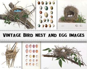 Illustrationer av gamla fågelbo och ägg: Clipart från 1800-talet (digital nedladdning)