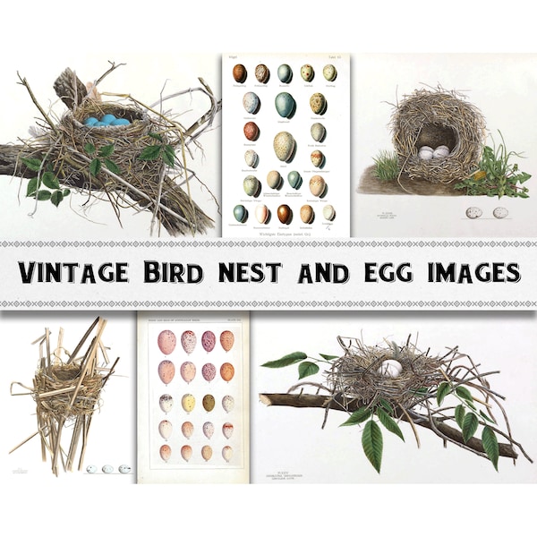 Vintage Bird Nest and Egg Illustration Images / Digital Download / Commercial Use / Bird Egg Clipart