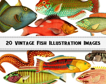 Vintage Tropical Fish Images / Digital Download / Commercial Use / PNG Clipart