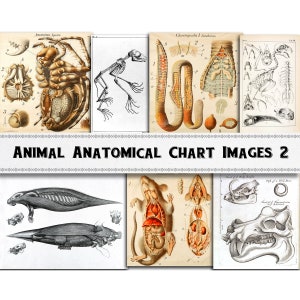Dierlijke anatomie beelden set 2/digitale download/commercieel gebruik/clipart