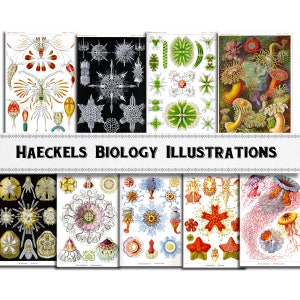 Ernst Haeckel Biological Illustration Images / Digital Download / Commercial Use
