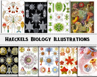 Ernst Haeckel Biological Illustration Images / Digital Download / Commercial Use