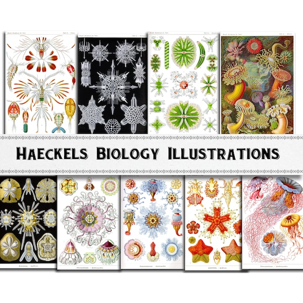 Imágenes de ilustración biológica de Ernst Haeckel / Descarga digital / Uso comercial