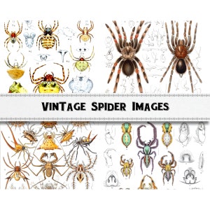 Vintage Spider Illustration Images / Digital Download / Commercial Use / Biology Class Clipart