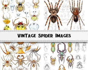 Vintage Spider Illustration Images / Digital Download / Commercial Use / Biology Class Clipart