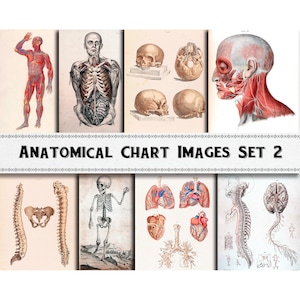 Anatomische grafiek tekening afbeeldingen Set 2 / digitale download / commercieel gebruik / menselijke anatomie clipart
