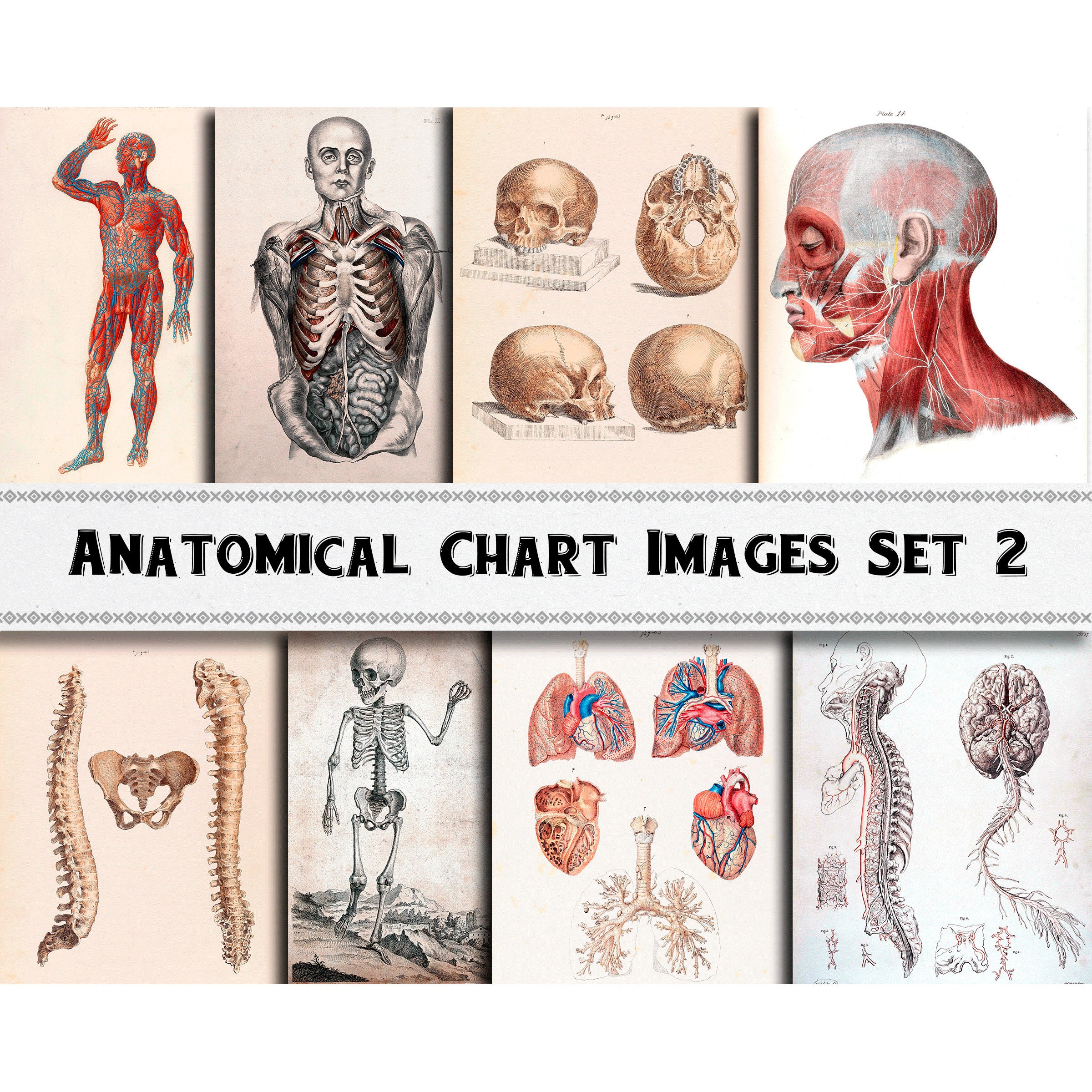 Anatomical Chart Drawing Images Set 2 / Digital Download 