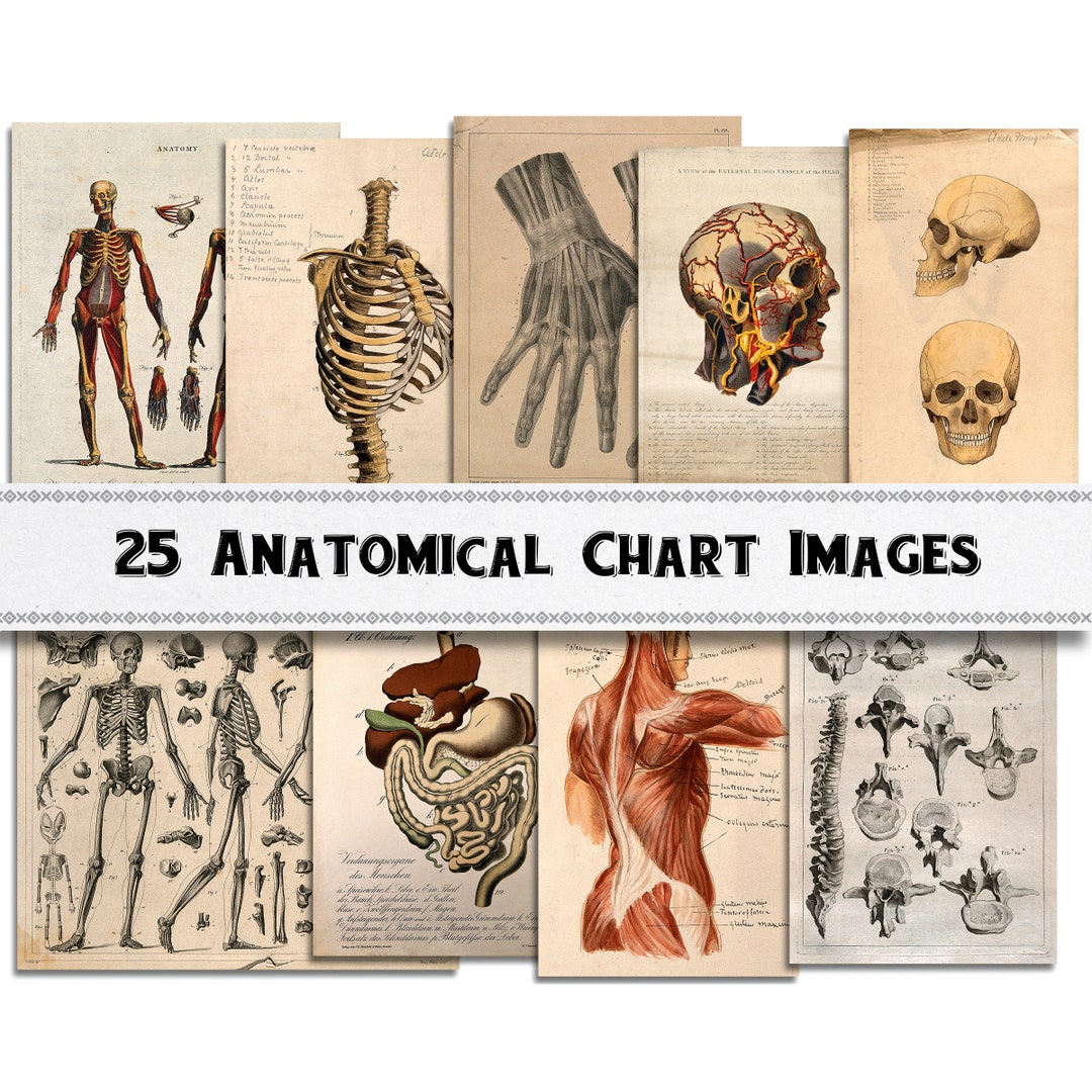 アンティーク解剖図 大判アート作品 il_1080xN.5615019384_spwa.jpg