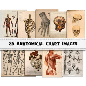 Anatomische grafiek tekenen van afbeeldingen / digitale download / commercieel gebruik / clipart