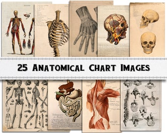 Anatomical Chart Drawing Images / Digital Download / Commercial Use / Clipart