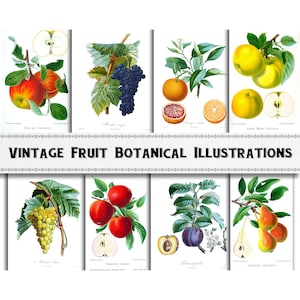 Vintage Fruit Botanical Illustration Images / Digital Download / Commercial Use / Fruit Clipart