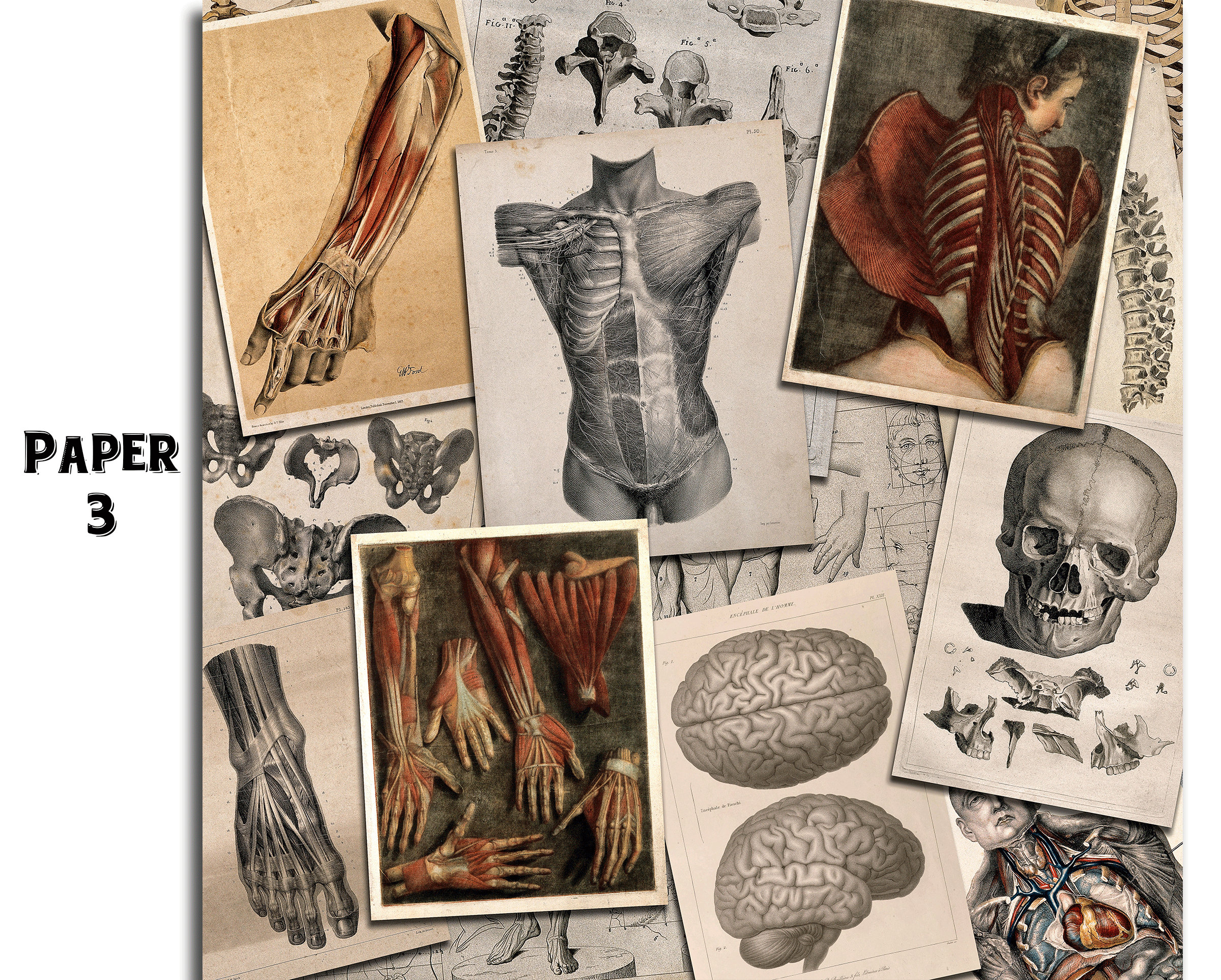Human File Paper Vintage Human Anatomy Digital Papers / Skeleton Scrapbook Journal ...