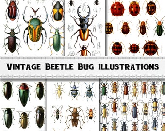 Vintage Beetle Bug Insect Illustration Images / Digital Download / Commercial Use / Clipart