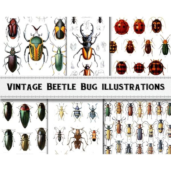 Vintage Beetle Bug Insect Illustration Images / Digital Download / Commercial Use / Clipart