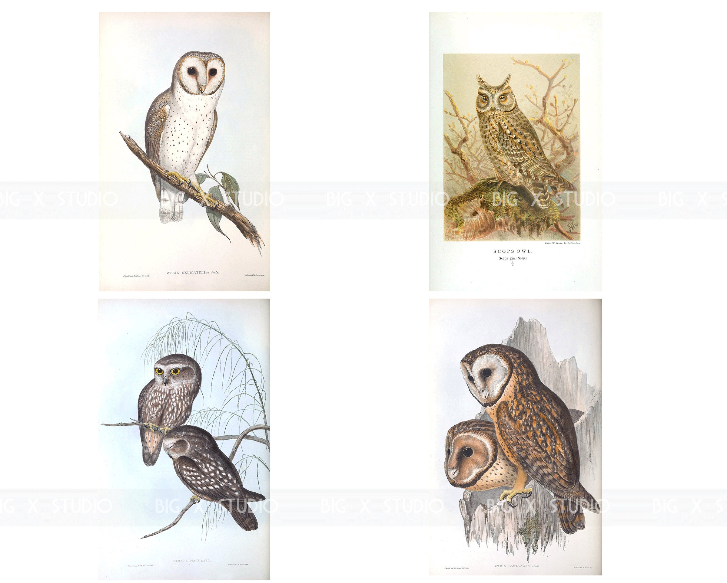Vintage Owl Illustration Images / Digital Download / Commercial Use / Bird  Clipart - Etsy, image size:2400x1927