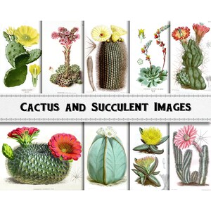 May include: A collection of vintage illustrations featuring various cacti and succulents. The images depict different species with detailed drawings of their flowers, stems, and leaves. The illustrations are in a botanical style with a white background.