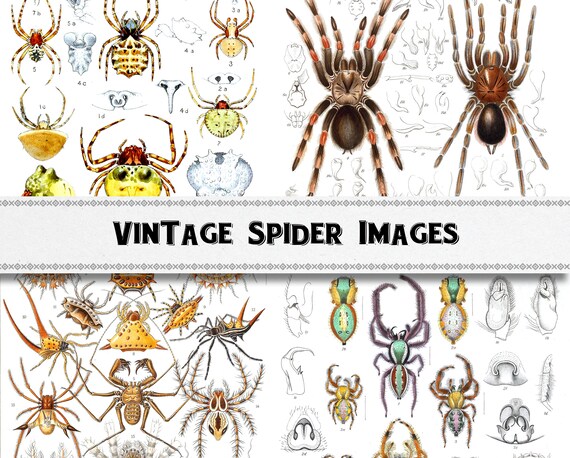 Spider Song Card - Biology Stationery
