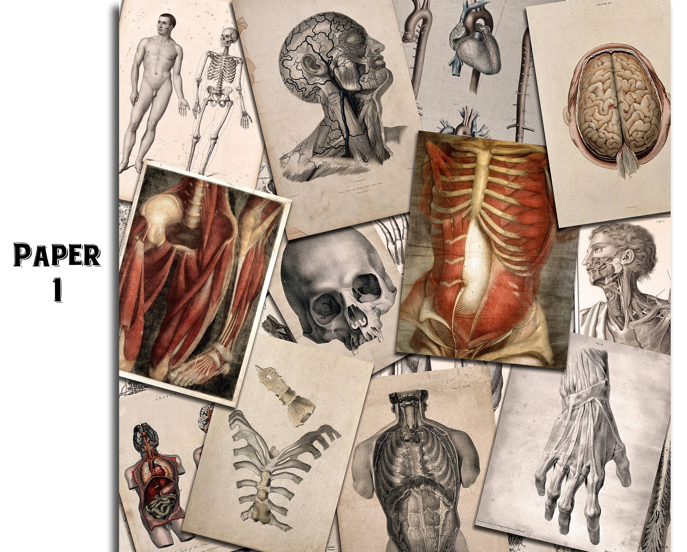 Human File Paper Vintage Human Anatomy Digital Papers / Skeleton Scrapbook Journal ...