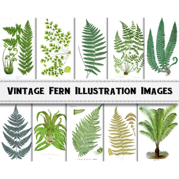 Vintage Fern Illustration Images / Digital Download / Commercial Use / Plant Clipart