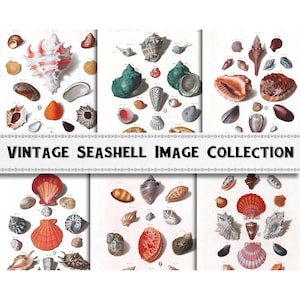 Vintage Seashell Illustration Images / Digital Download / Commercial Use / Shell Clipart