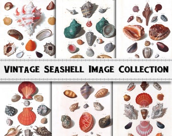 Vintage Seashell Illustration Images / Digital Download / Commercial Use / Shell Clipart