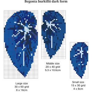 Peut inclure: Illustration d'une feuille de Begonia burkillii dark form en trois tailles : grande (8 x 16cm), moyenne (5,3 x 10,6cm) et petite (4 x 8cm). Les feuilles sont bleu foncé avec un motif de veines bleu clair, sur fond quadrillé.