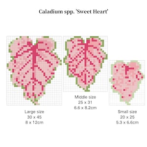 Caladium spp. 'Sweet Heart', planta tropical ornamental, paquete de patrones de cuentas fusibles, descarga digital, patrones de cuentas Perler, cuentas Hama